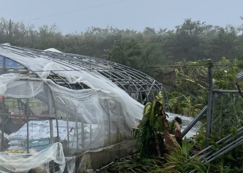台風でビニールが破れ、骨組みだけになった農業用ハウス