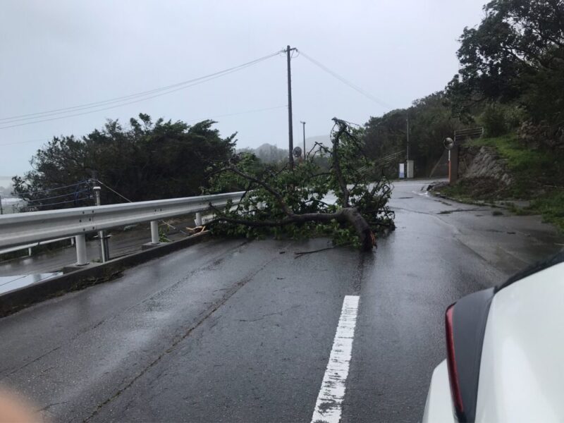 台風で倒れた木が道路をふさいでいる