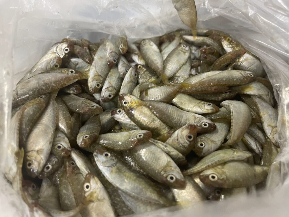 袋いっぱいに入った、塩漬けにする前の生のスク(アイゴの稚魚)