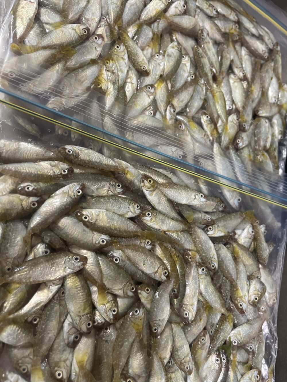 チャック付きの袋にぎっしり入った生のスク